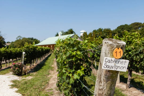 Cabernet Sauvignon grapevines at North Fork vineyard