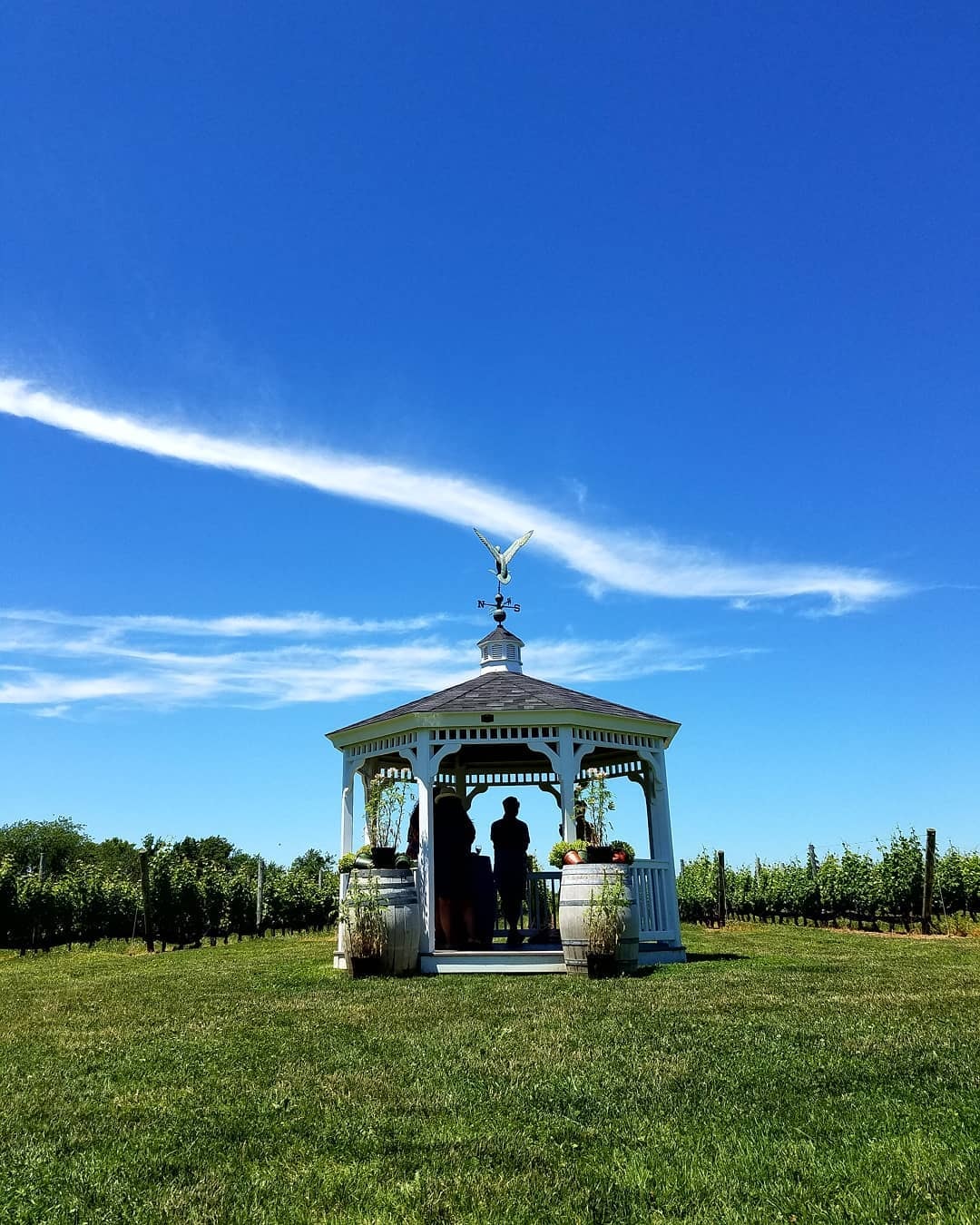 White gazebo with wine barrels in vineyard under blue sky