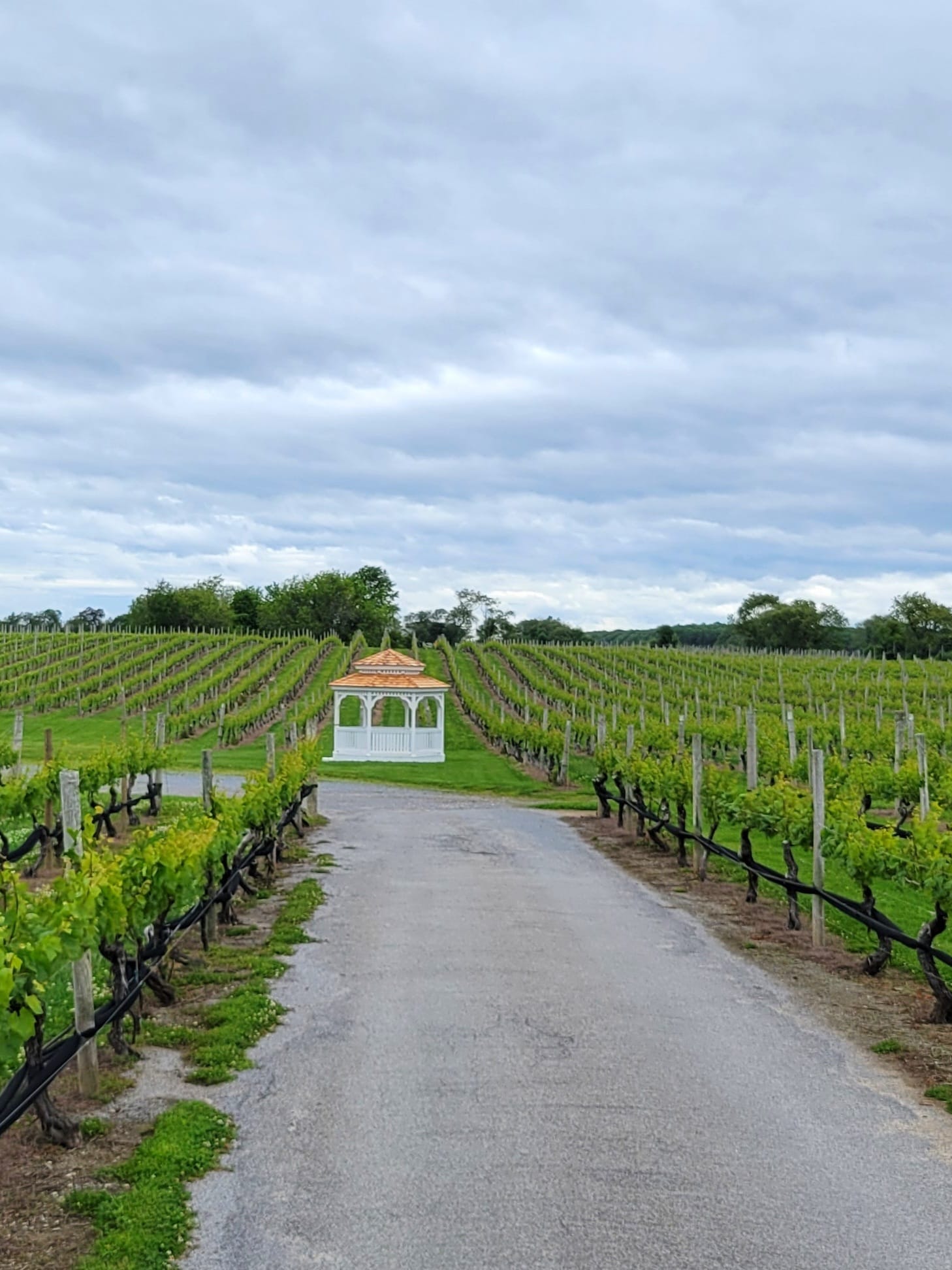 Pellegrini Vineyard pathway with white gazebo