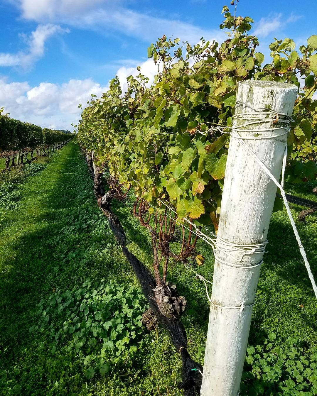 Close-up of grapevines on white post at North Fork vineyard